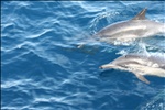 Common Bottlenose Dolphins, near Santa Cruz Island, Channel Islands National Park, California (10)